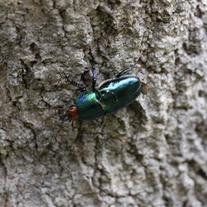 Unidentified Beetle (Coleoptera) at Lake Tabourie, NSW by VanceLawrence