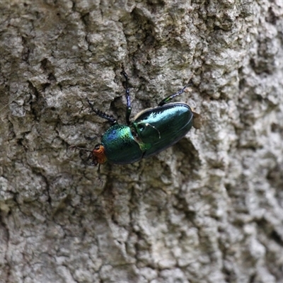 Lamprima aurata (Golden stag beetle) at Lake Tabourie, NSW - 14 Dec 2024 by VanceLawrence