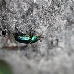Lamprima aurata at Lake Tabourie, NSW - 14 Dec 2024 01:40 PM