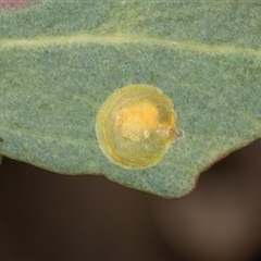 Psyllidae sp. (family) (Unidentified psyllid or lerp insect) at Gungahlin, ACT - 12 Dec 2024 by AlisonMilton