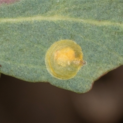 Psyllidae sp. (family) at Gungahlin, ACT - 11 Dec 2024 by AlisonMilton