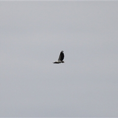 Haliaeetus leucogaster (White-bellied Sea-Eagle) at Lake Tabourie, NSW - 13 Dec 2024 by VanceLawrence