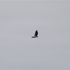 Haliaeetus leucogaster (White-bellied Sea-Eagle) at Lake Tabourie, NSW by VanceLawrence