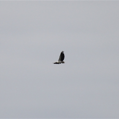 Haliaeetus leucogaster (White-bellied Sea-Eagle) at Lake Tabourie, NSW - 14 Dec 2024 by VanceLawrence