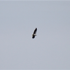 Haliaeetus leucogaster at Lake Tabourie, NSW - 14 Dec 2024 10:48 AM