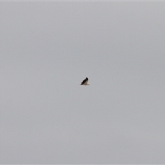 Haliaeetus leucogaster at Lake Tabourie, NSW - 14 Dec 2024 10:48 AM