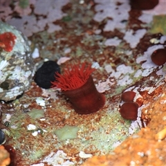 Actinia tenebrosa (Red Waratah Anemone) at Lake Tabourie, NSW - 14 Dec 2024 by VanceLawrence