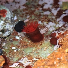 Actinia tenebrosa at Lake Tabourie, NSW - 14 Dec 2024 01:05 PM