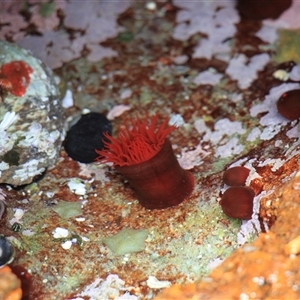 Actinia tenebrosa at Lake Tabourie, NSW - 14 Dec 2024 01:05 PM