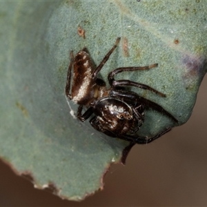 Opisthoncus sp. (genus) (Unidentified Opisthoncus jumping spider) at Gungahlin, ACT by AlisonMilton