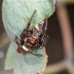 Opisthoncus sp. (genus) at Gungahlin, ACT - 12 Dec 2024