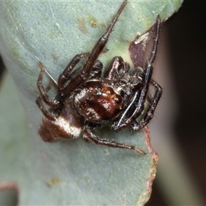 Opisthoncus sp. (genus) at Gungahlin, ACT - 12 Dec 2024 08:45 AM