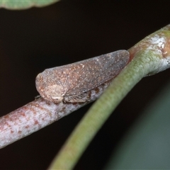 Katipo rubrivenosa (A leafhopper) at Gungahlin, ACT - 11 Dec 2024 by AlisonMilton