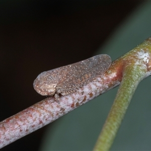 Katipo rubrivenosa at Gungahlin, ACT - 12 Dec 2024