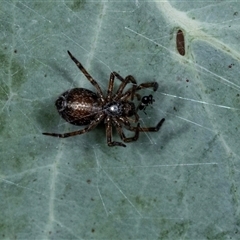 Unidentified Other web-building spider at Gungahlin, ACT - 11 Dec 2024 by AlisonMilton