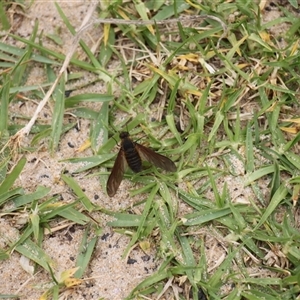 Bombyliidae (family) (Unidentified Bee fly) at Lake Tabourie, NSW by VanceLawrence