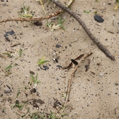 Bombyliidae (family) at Lake Tabourie, NSW - 14 Dec 2024 11:03 AM