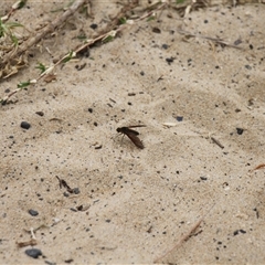 Bombyliidae (family) at Lake Tabourie, NSW - 14 Dec 2024 11:03 AM