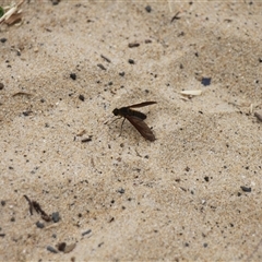 Bombyliidae (family) at Lake Tabourie, NSW - 14 Dec 2024 11:03 AM