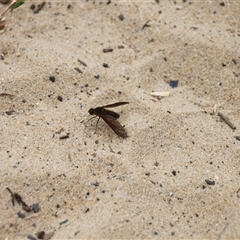 Bombyliidae (family) at Lake Tabourie, NSW - 14 Dec 2024 11:03 AM