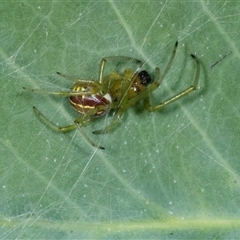 Phonognathidae (unofficial sub family) (Leaf curling orb-weavers) at Gungahlin, ACT - 11 Dec 2024 by AlisonMilton