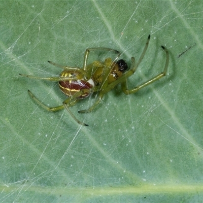 Phonognathidae (family) (Leaf curling orb-weavers) at Gungahlin, ACT - 12 Dec 2024 by AlisonMilton