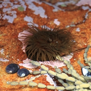 Aulactinia veratra at Lake Tabourie, NSW by VanceLawrence