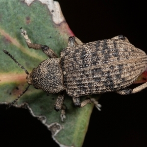 Rhinaria sp. (genus) at Gungahlin, ACT - 12 Dec 2024