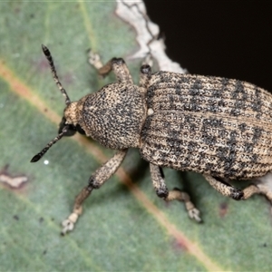 Rhinaria sp. (genus) at Gungahlin, ACT - 12 Dec 2024