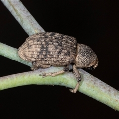 Rhinaria sp. (genus) at Gungahlin, ACT - 12 Dec 2024