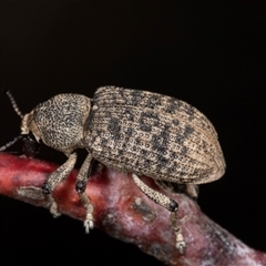 Rhinaria sp. (genus) at Gungahlin, ACT - 12 Dec 2024