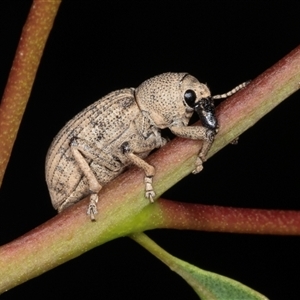 Rhinaria sp. (genus) (Unidentified Rhinaria weevil) at Gungahlin, ACT by AlisonMilton