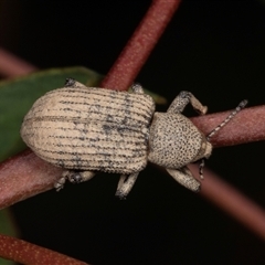 Rhinaria sp. (genus) at Gungahlin, ACT - 12 Dec 2024 08:03 AM