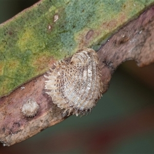 Cardiaspina sp. (genus) at Gungahlin, ACT - 12 Dec 2024