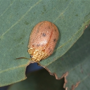 Paropsis atomaria at Gungahlin, ACT - 12 Dec 2024