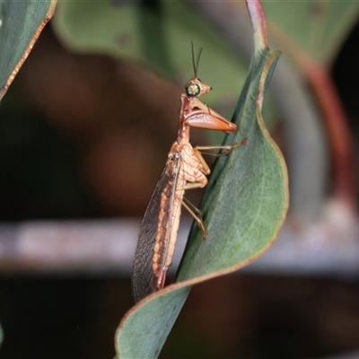 Campion sp. (genus) (Mantis Fly) at Gungahlin, ACT - 12 Dec 2024 by AlisonMilton