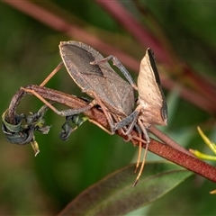 Amorbus (genus) (Eucalyptus Tip bug) at Gungahlin, ACT - 12 Dec 2024 by AlisonMilton