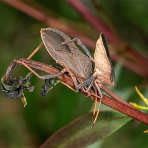 Amorbus sp. (genus) at Gungahlin, ACT by AlisonMilton