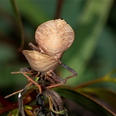 Amorbus (genus) at Gungahlin, ACT - 12 Dec 2024 11:09 AM