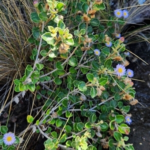 Olearia tomentosa (Toothed Daisy Bush) at Jervis Bay, JBT by NathanaelC