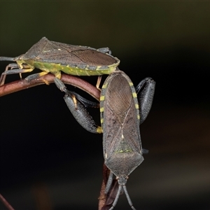 Amorbus sp. (genus) at Gungahlin, ACT by AlisonMilton