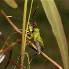 Amorbus (genus) at Gungahlin, ACT - 12 Dec 2024 08:02 AM
