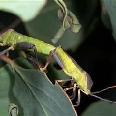 Amorbus (genus) at Gungahlin, ACT - 12 Dec 2024 08:02 AM
