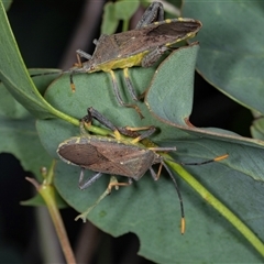 Amorbus (genus) at Gungahlin, ACT - 12 Dec 2024 08:02 AM
