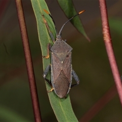 Amorbus sp. (genus) at Gungahlin, ACT - 12 Dec 2024 08:02 AM