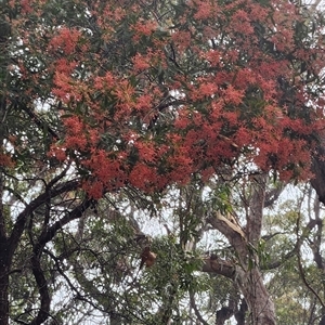 Ceratopetalum gummiferum at Jervis Bay, JBT - 7 Dec 2024