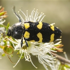 Castiarina australasiae (A jewel beetle) at Fadden, ACT - 14 Dec 2024 by Harrisi