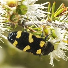 Castiarina australasiae at Fadden, ACT - 15 Dec 2024