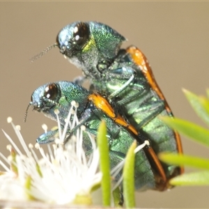 Castiarina scalaris at Fadden, ACT - 15 Dec 2024