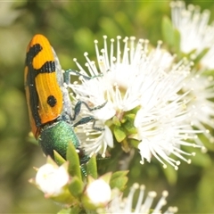 Castiarina scalaris at Fadden, ACT - 15 Dec 2024